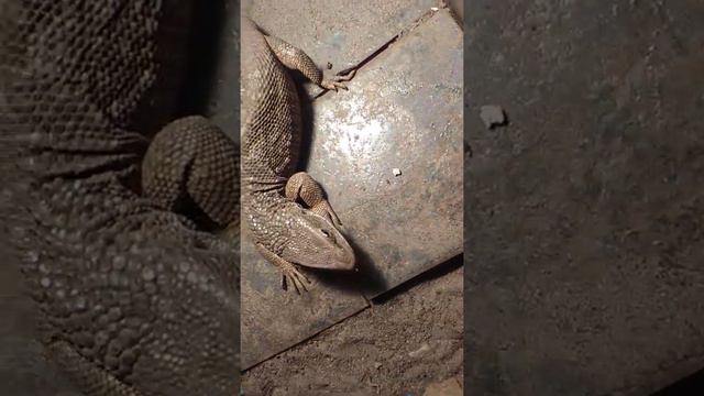 Savannah monitor feeding plus some tips смотреть онлайн