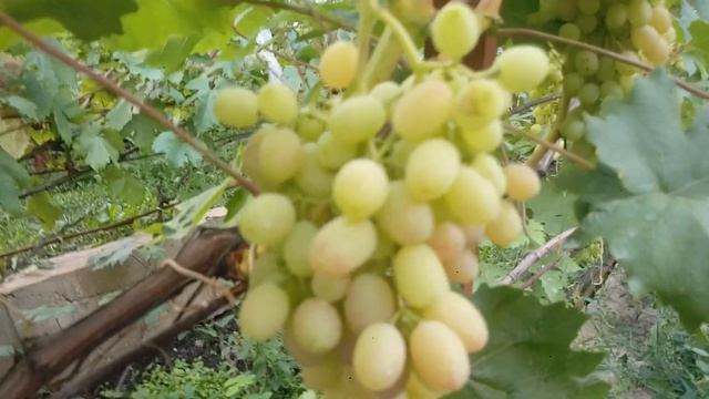 Виноград без проблем. Мои лучшие сорта. Состояние на 28 июля 2019 года. смотреть онлайн