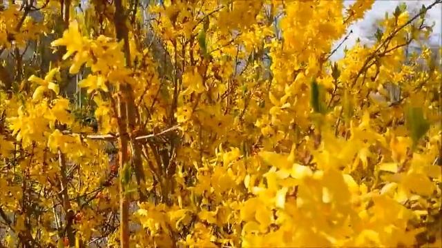 Весна в Голландии. Часть 2-я.