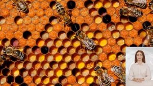 Зачем пчёлам мёд и в чём его опасность для человека
