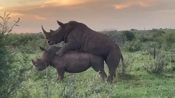 Rhino mating