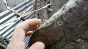 Как спасти плодовое дерево, если треснул ствол