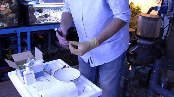 Coral Maternity - Making a coral frag from a single polyp