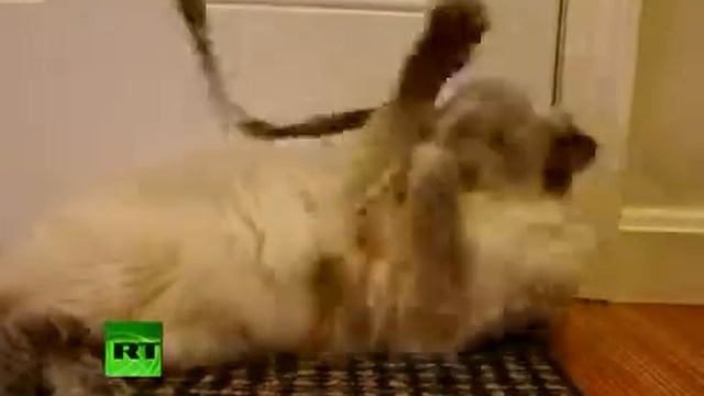 Wow Видео Двумордый кот попал в книгу рекордов Гиннеса смотреть онлайн
