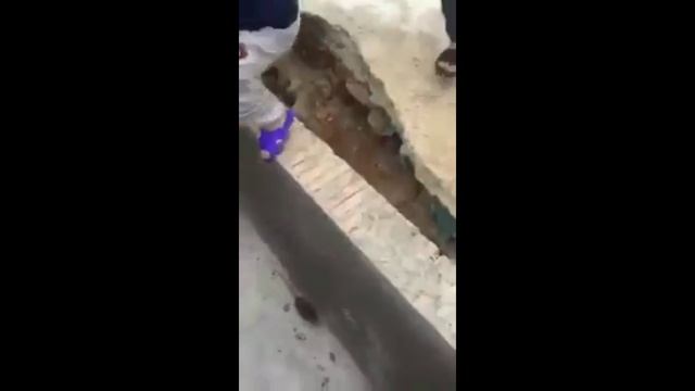 Rat Attacks:Top 5 Rat Attacks | Rat Attack Animals And Humans | Crazy Rats | Biggest Rat