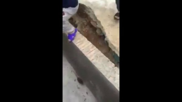 Rat attacks:Top 5 rat attacks | Rat attack animals and humans | Crazy rats | Biggest Rat