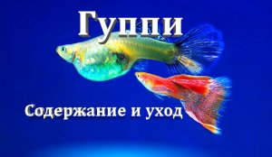 Аквариумные рыбки Гуппи. Описание, содержание и уход, совместимость, размножение и разведение
