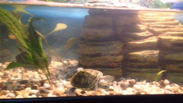 Красноушка смотреть онлайн