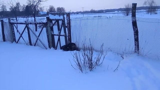 Бернский Зенненхунд. Щенок. Зима. смотреть онлайн