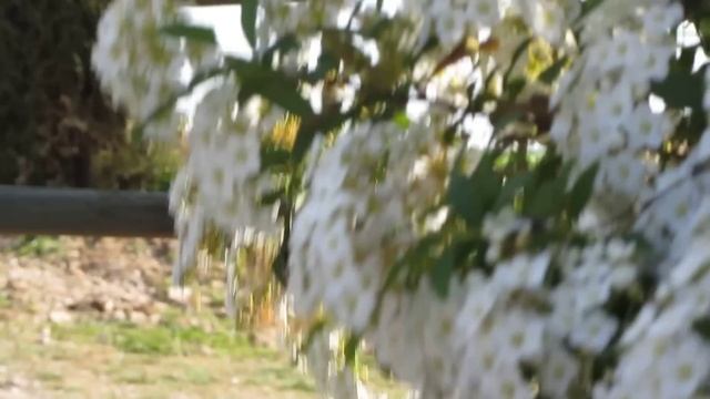 Canon Powershot SX220 HS 1080p Test [Full HD review] смотреть онлайн