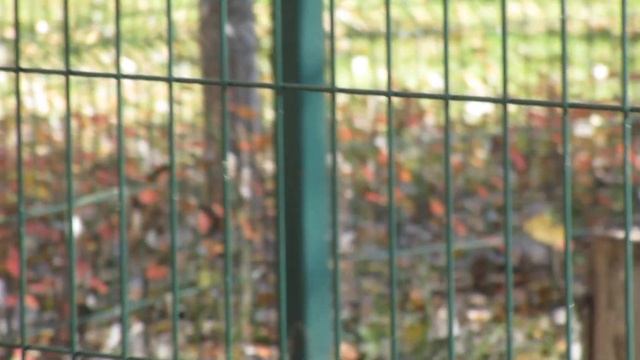 птица степной орел / степные орлы смотреть онлайн