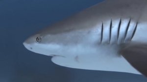 5 САМЫХ ОПАСНЫХ АКУЛ УБИЙЦ