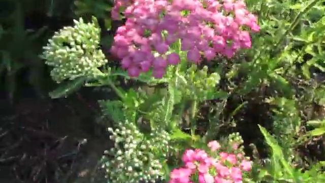 Тысячелистник розовый карликовый смотреть онлайн