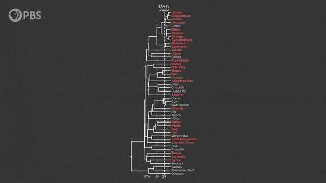 The Pandemic That Lasted 15 Million Years смотреть онлайн