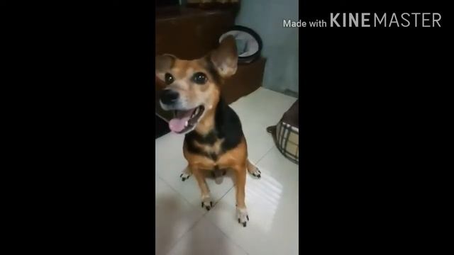 Care for a Doggo Tutorial (kindda) смотреть онлайн