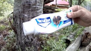 Как избавится от муравьев на дереве при помощи скотча. БОРЬБА С МУРАВЬЯМИ