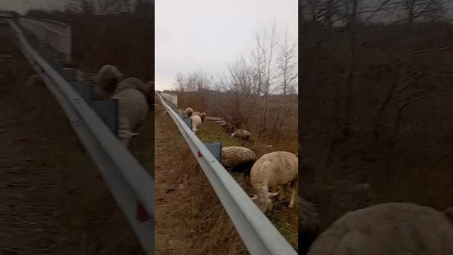 #Алтай Кыргызы 39!! Үй чыкты!! 89832794488 смотреть онлайн