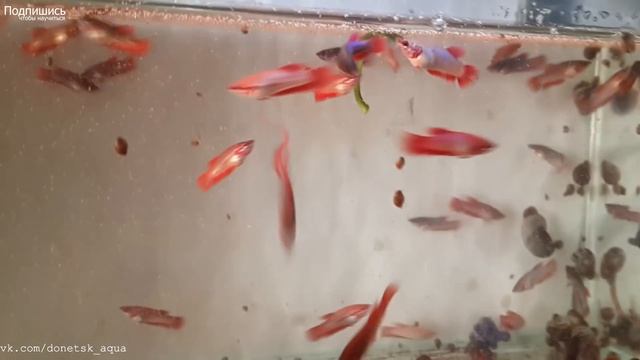 петушки часть 1, какие болезни рыбок, как и чем их вылечить, akvariistika, akvaariumi kalad смотреть онлайн