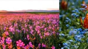 Цветы , растущие в горах