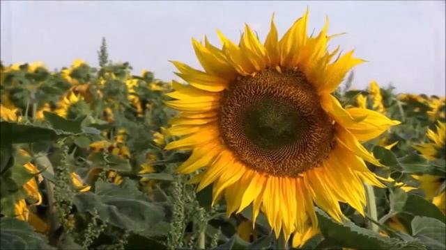 Ваш тотем - горностай, ласка, куница смотреть онлайн