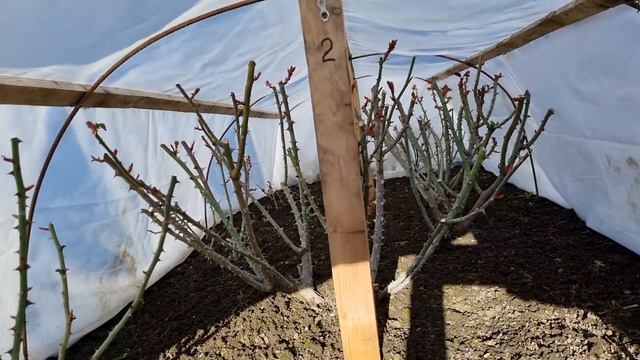 Проверяю розы после зимы. Все розы сохранились. смотреть онлайн