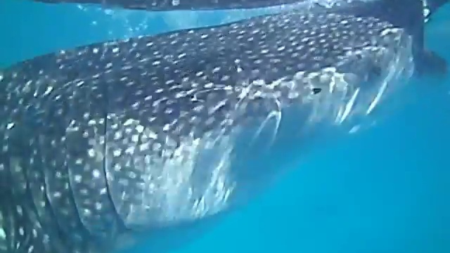 Купание с аулами смотреть онлайн