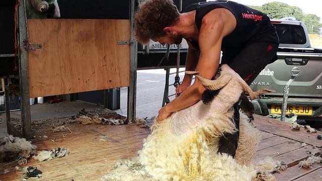 SHEARING THE WORLD'S CUTEST SHEEP - Swiss Valais Blacknose смотреть онлайн