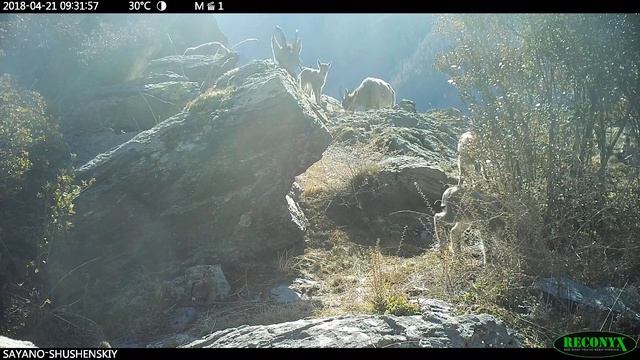 Сибирские горные козлы Саяно-Шушенского заповедника смотреть онлайн