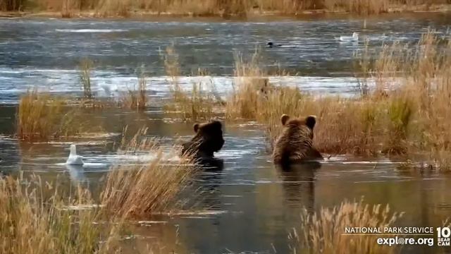 Полдник у мишек удался#Аляска#Медведи #рыбалка#США смотреть онлайн