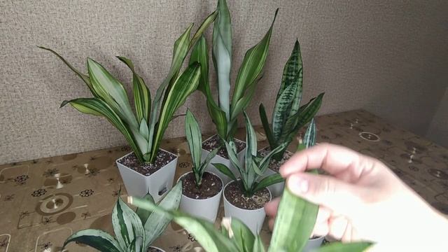 Сансевиерия Муншайн вариегатность и ее мутации. смотреть онлайн