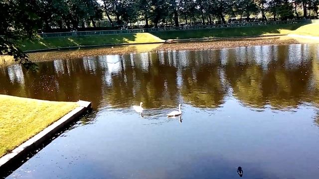Летний сад, лебеди смотреть онлайн