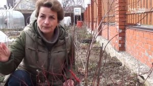 Обрезка кустарников  Обрезаем дёрен