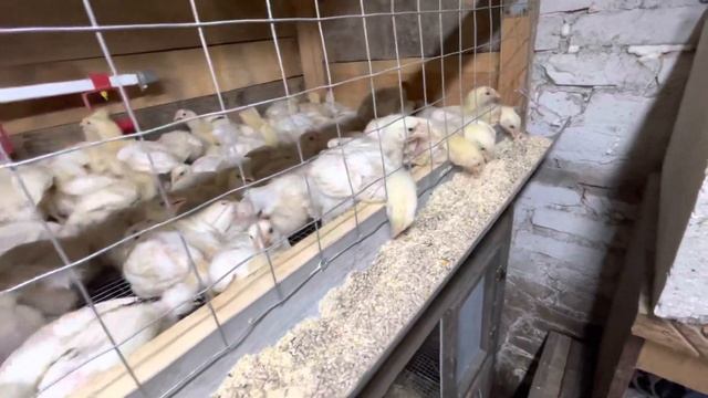 Содержание бройлера в домашних условиях.100 цыплят бройлера.Бройлер 14 дней. смотреть онлайн