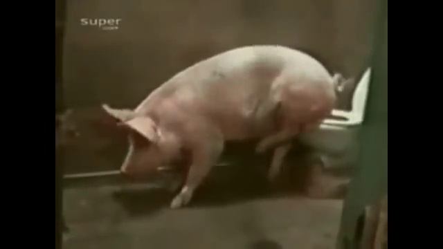 Приколы Свинья и унитаз смотреть онлайн
