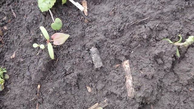 Подсолнечник 27.05.2020 смотреть онлайн