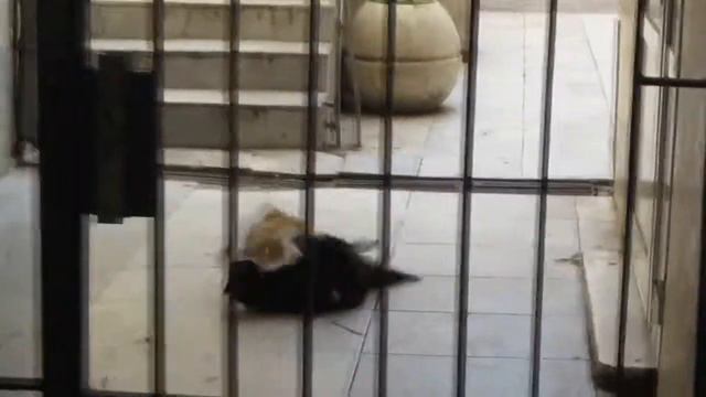 Бой зад решетките смотреть онлайн