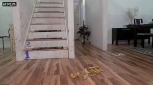 Истории роботов из BostonDynamics: Угрозы (много мата)