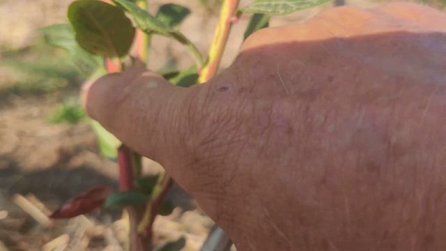 Корообразование или рак стебля голубики? смотреть онлайн