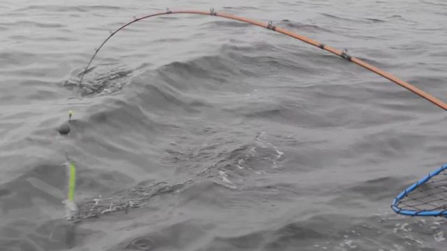 UNREAL Endless Ocean Coho Action | MUST SEE | *Day 2 of 2* смотреть онлайн