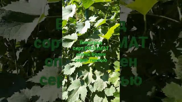 ВИНОГРАДа много в этом году Урожай будет хорошим ? А виноград сорта РИЗАМАТ опять с серой гнилью ? смотреть онлайн
