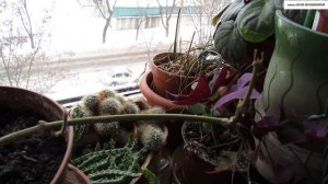 КЛЕРОДЕНДРУМ Томсона. Не спешите выкидывать, если он сбросил листья.