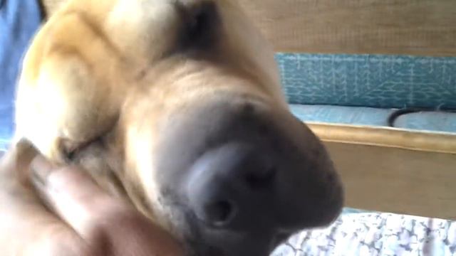 Если хочешь себе настоящего друга , подружись с собакой. смотреть онлайн