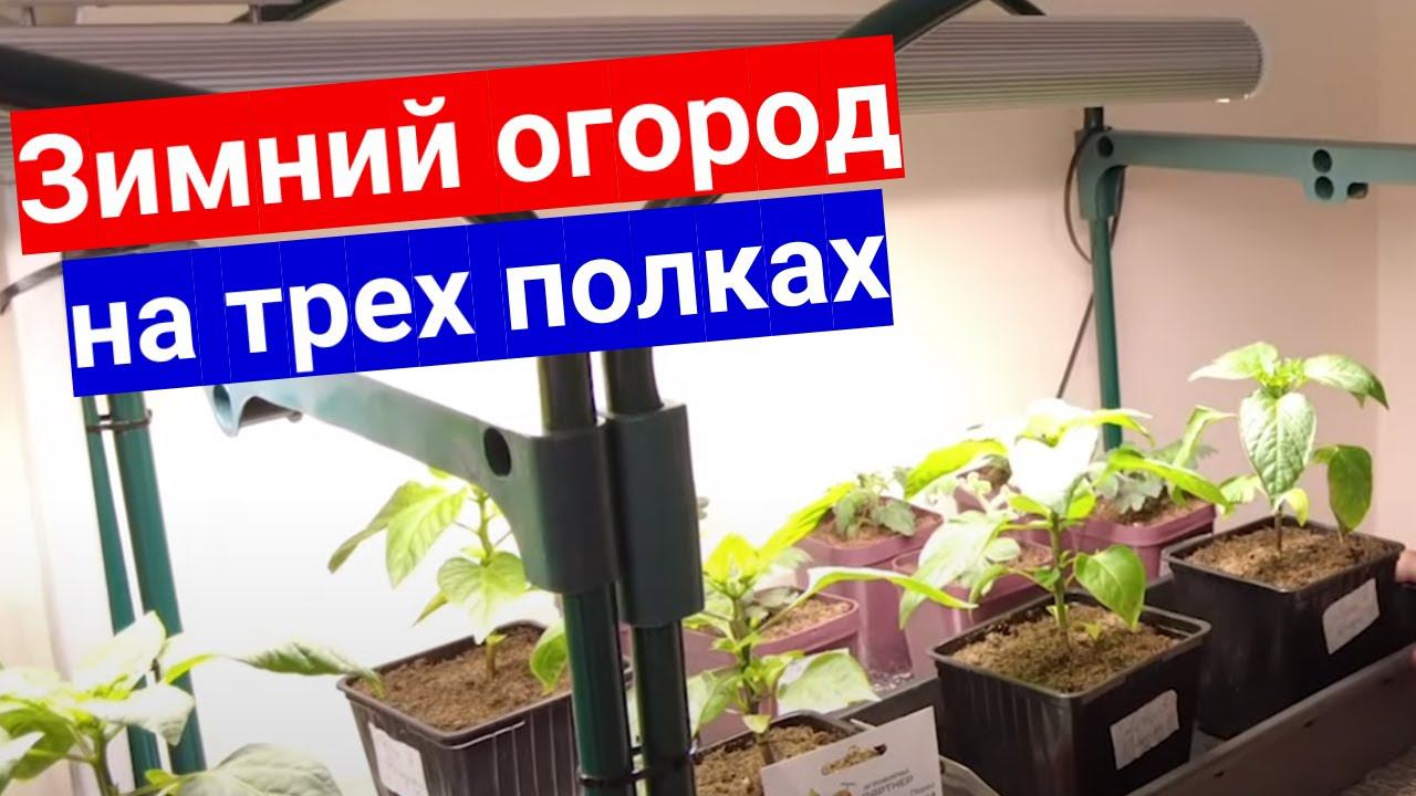 Как организовать домашний зимний огород: минимум усилий - максимум результата смотреть онлайн