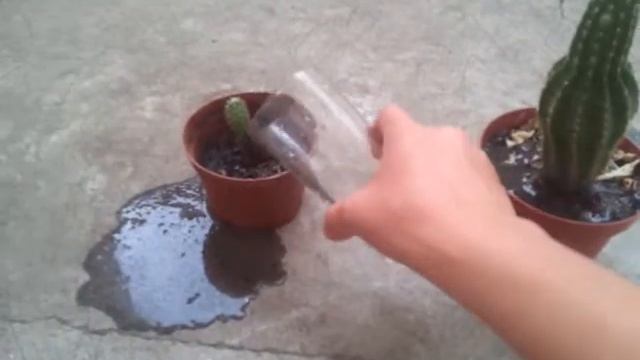 Мои кактусы 3 день смотреть онлайн