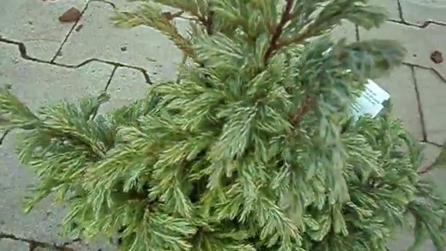 Chamaecyparis pisifera Boulevard смотреть онлайн