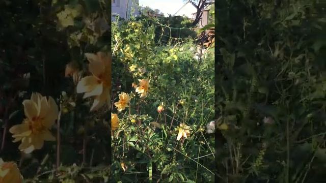 Георгины Веселые ребята на конец августа из семян. смотреть онлайн