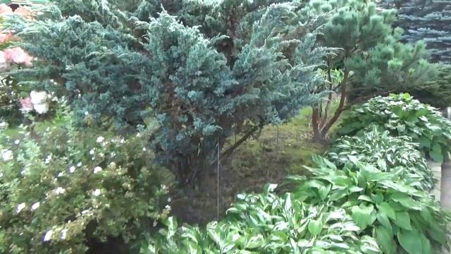 Ремонт мотоблока LOMBARDINI - 21MA. и показ грушевого сада с плодами от 350 до 480 грамм .Часть 1 смотреть онлайн