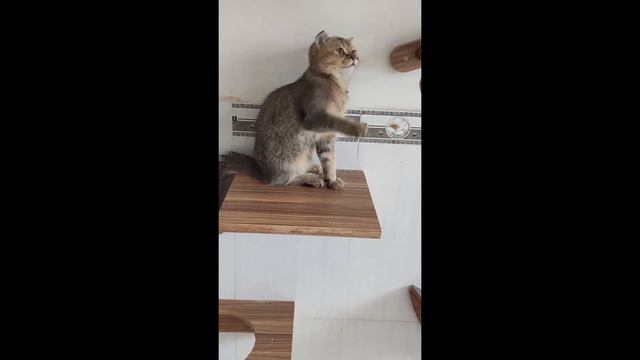 Самые смешные животные 😂 Приколы с котами и собаками 2023 😺🐶 Часть 13 смотреть онлайн