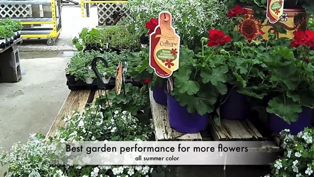 Lisa on Geranium Calliope смотреть онлайн