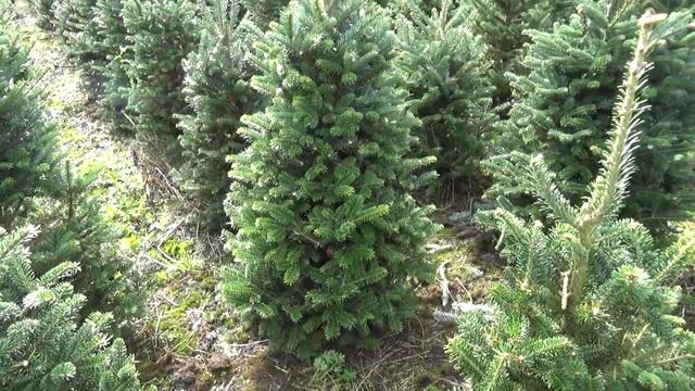 Пихта Фразера в кадке 27157 смотреть онлайн